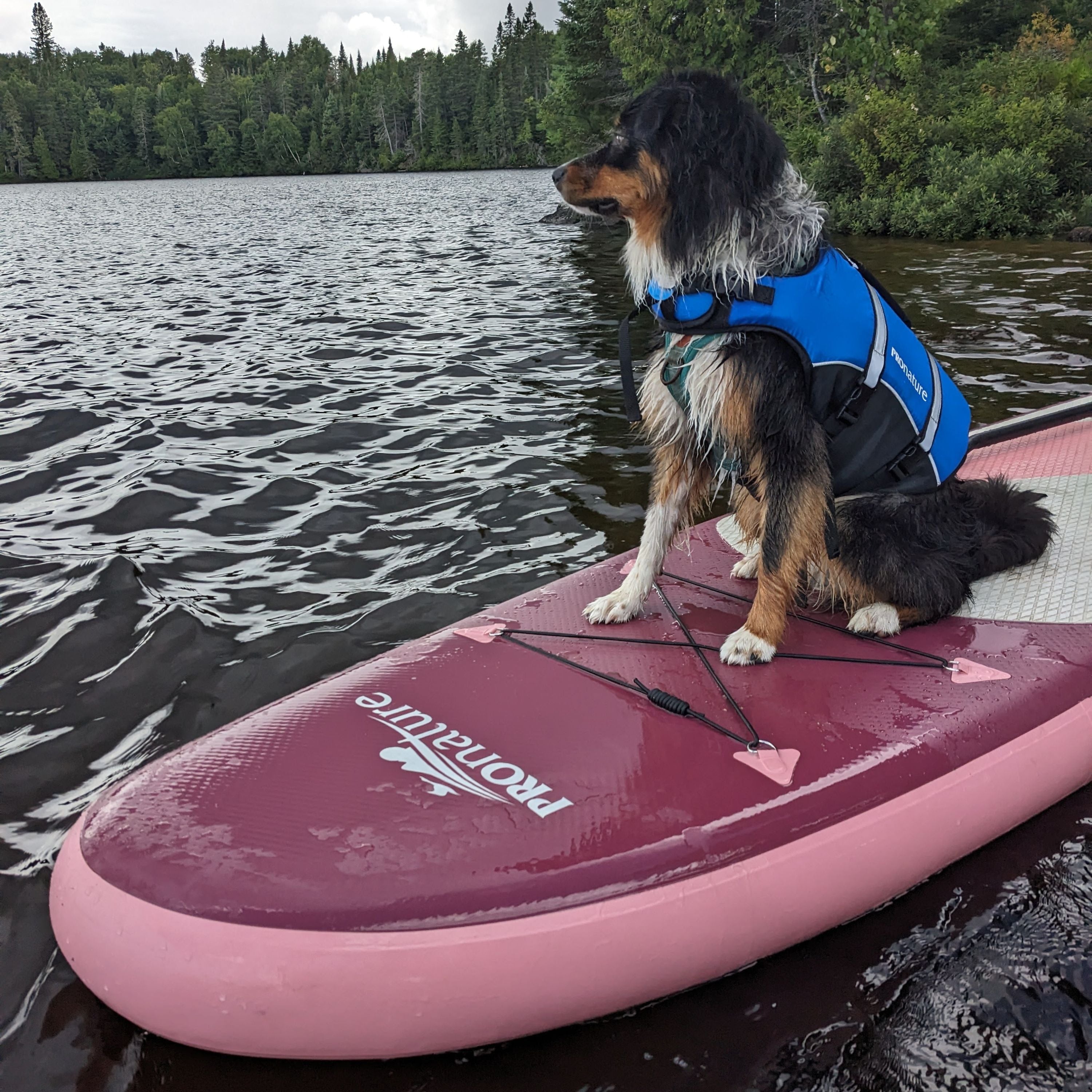"Water dog" Flotation device for dogs