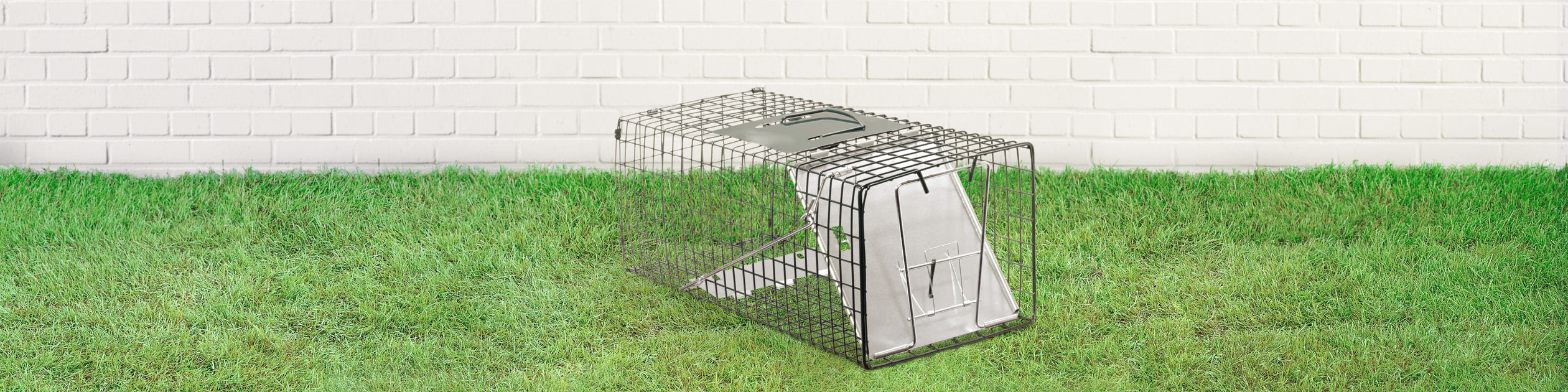 Cage 40 souris, 39 x 26 x hauteur 22 cm, verte pour souris animallp