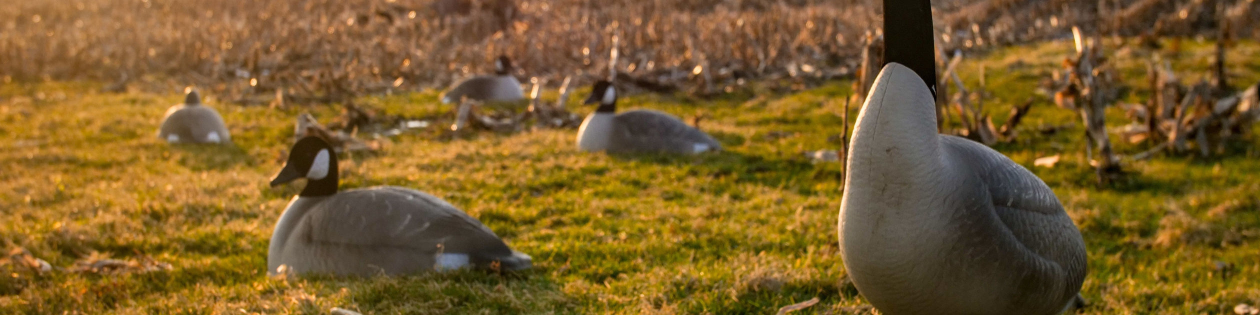 Appeau à canard : Le Migrateur