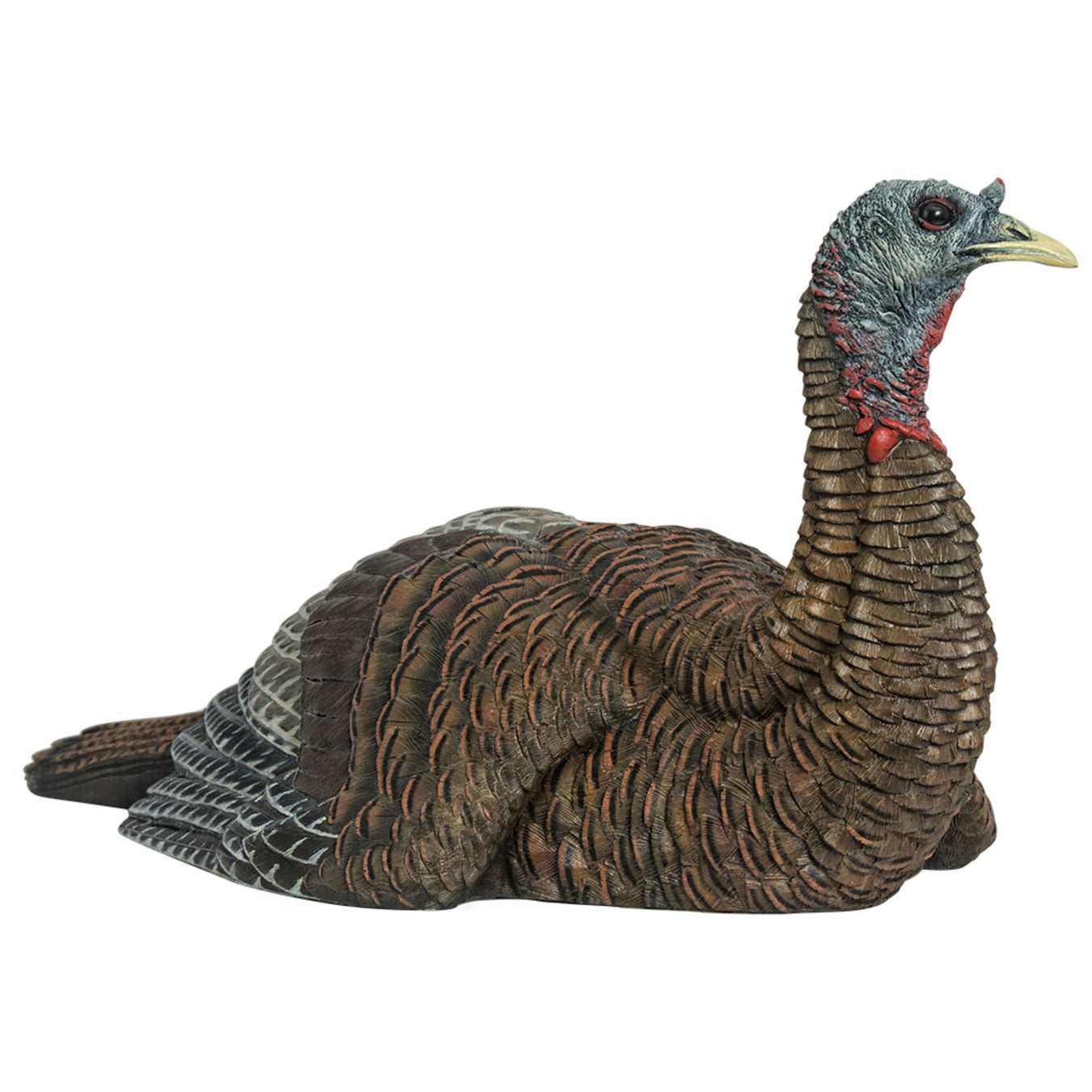 Avian x